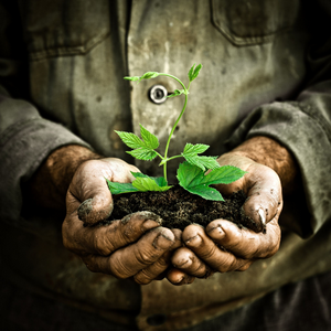 老漢手裡拿著一個綠色的年輕植物，春天的符號和生態理念
